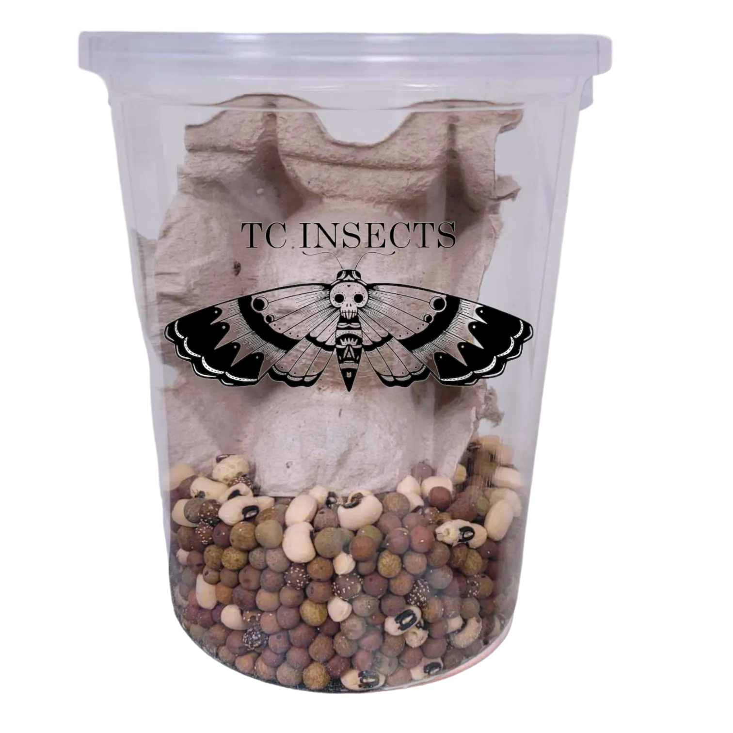 Buy Bean Beetle Culture for sale