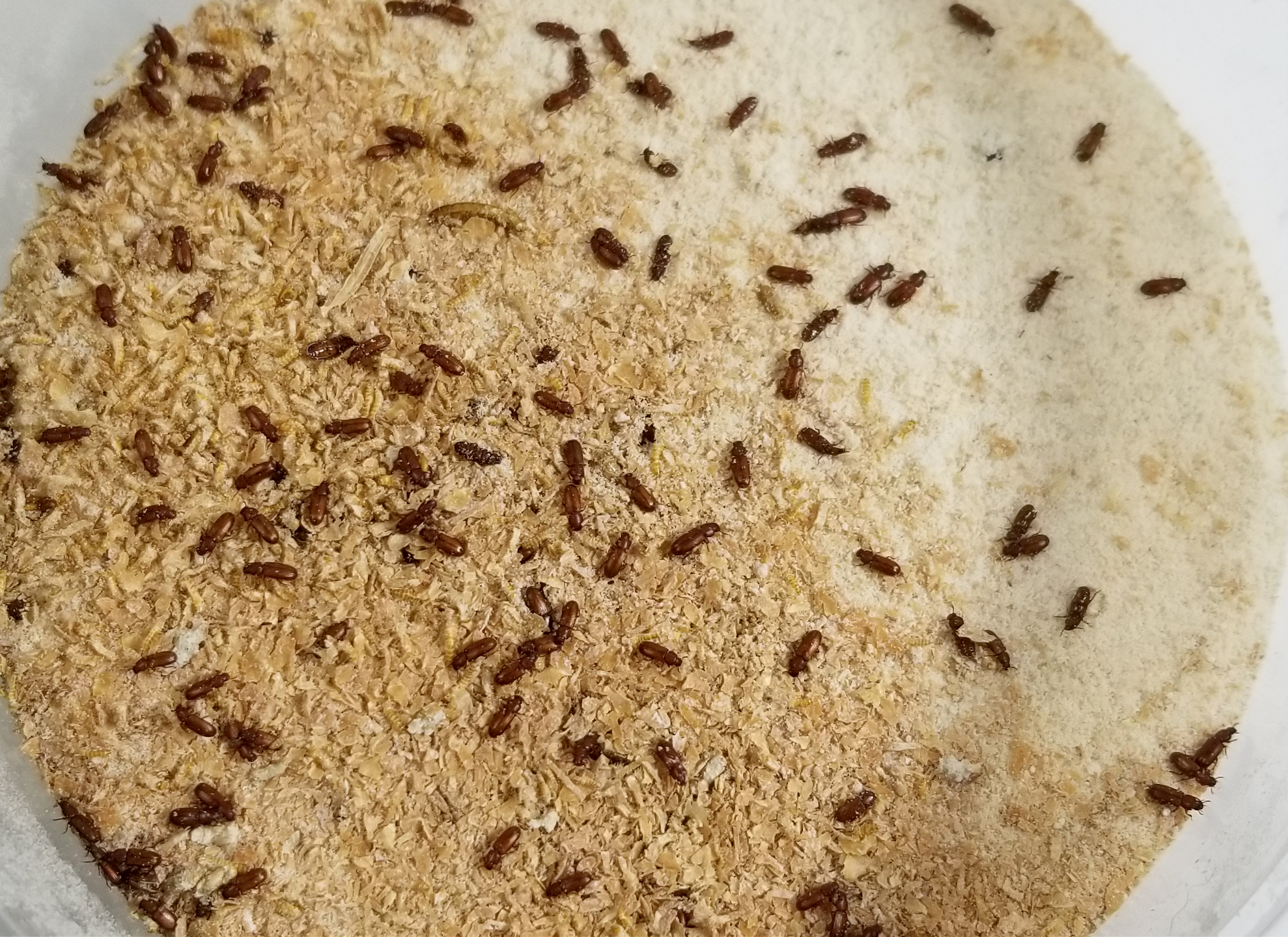 what type of bugs live in flour