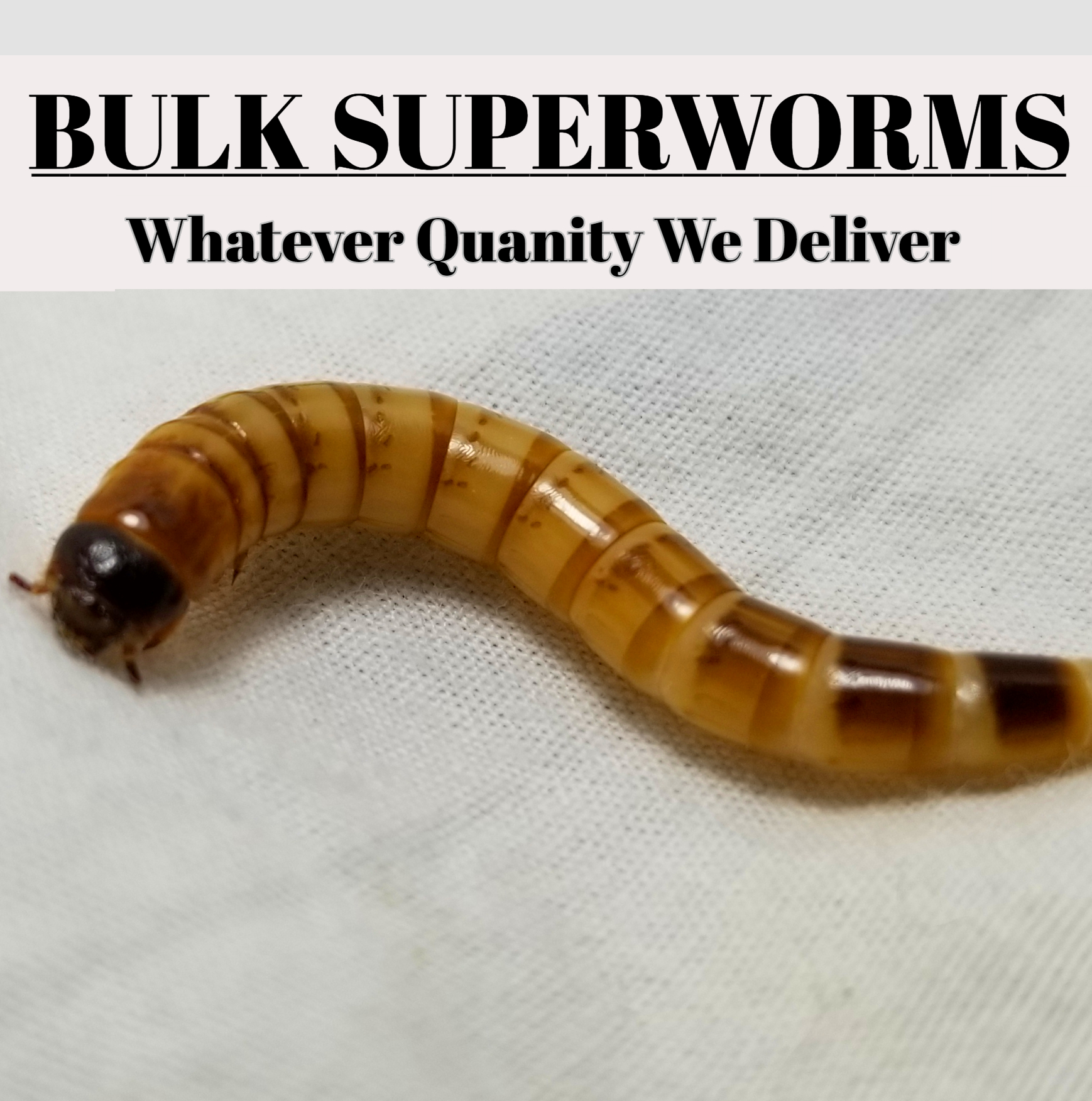 download superworms for sale near me