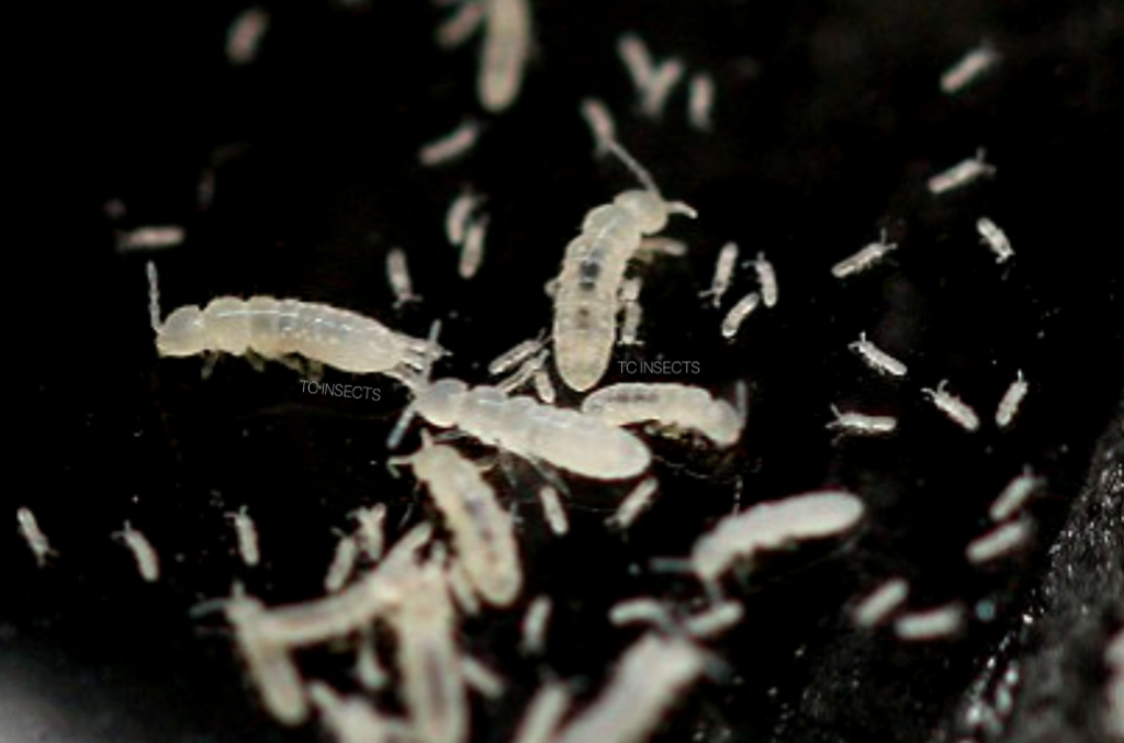 Folsomia Candida | Temperate White - TC INSECTS