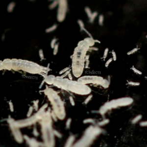 Springtails For Sale | $7.99 Up | Buy at TCINSECTS.COM