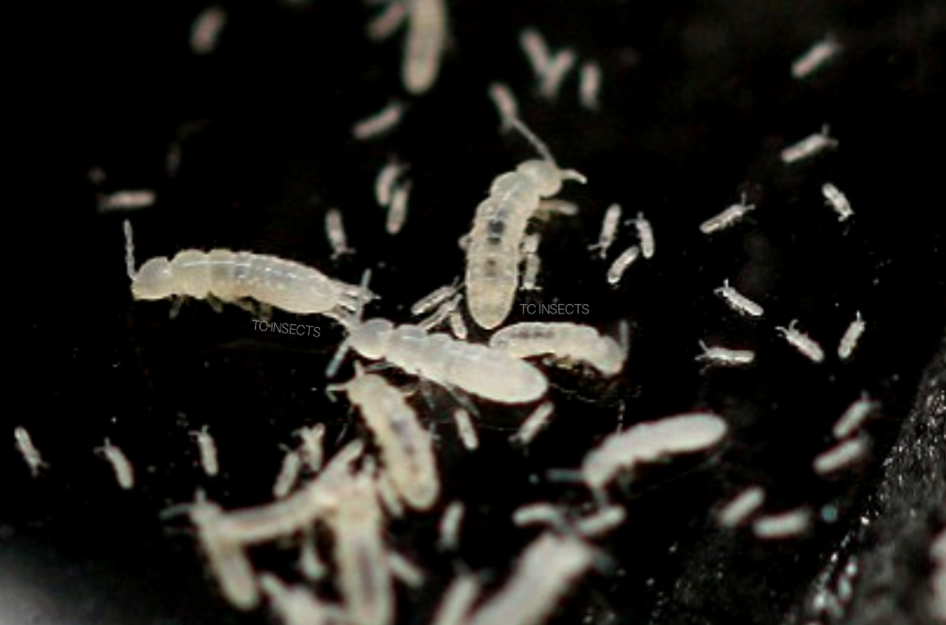 Collembola Sp. Indigo Blue Springtail – Tropical Isopods