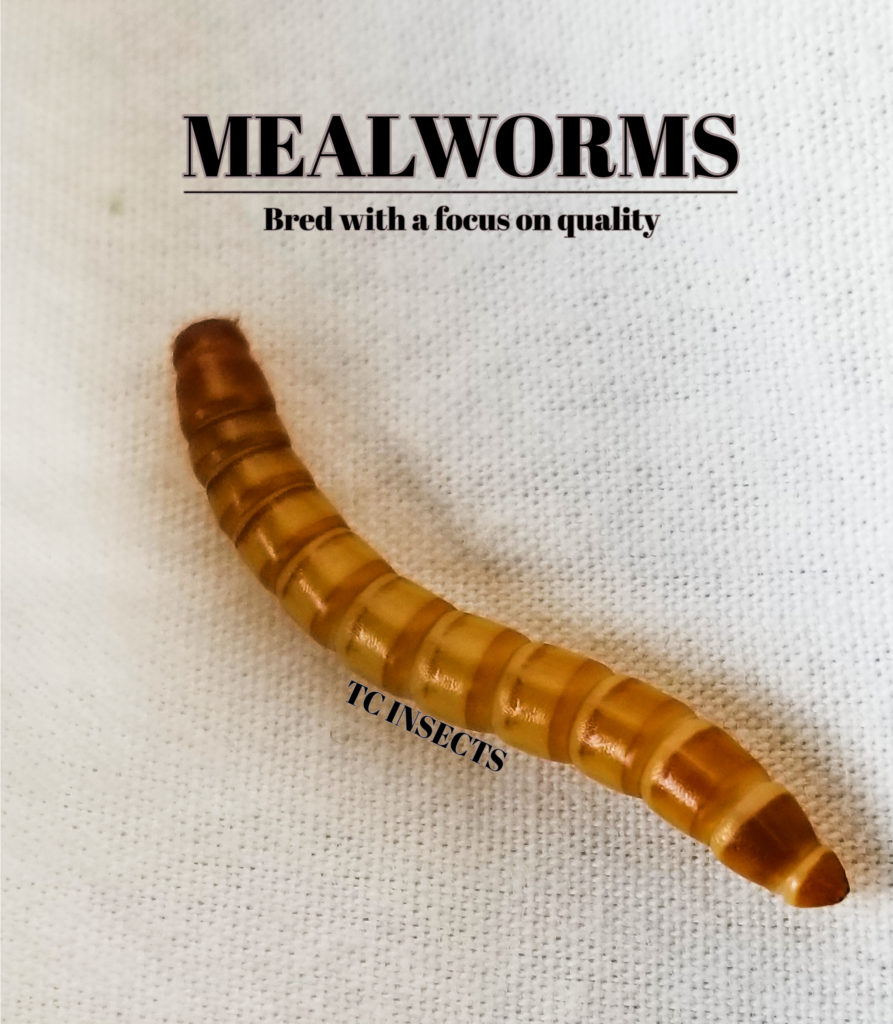 Mealworms For Sale | #1 Reptile Feeder Farm » TC INSECTS