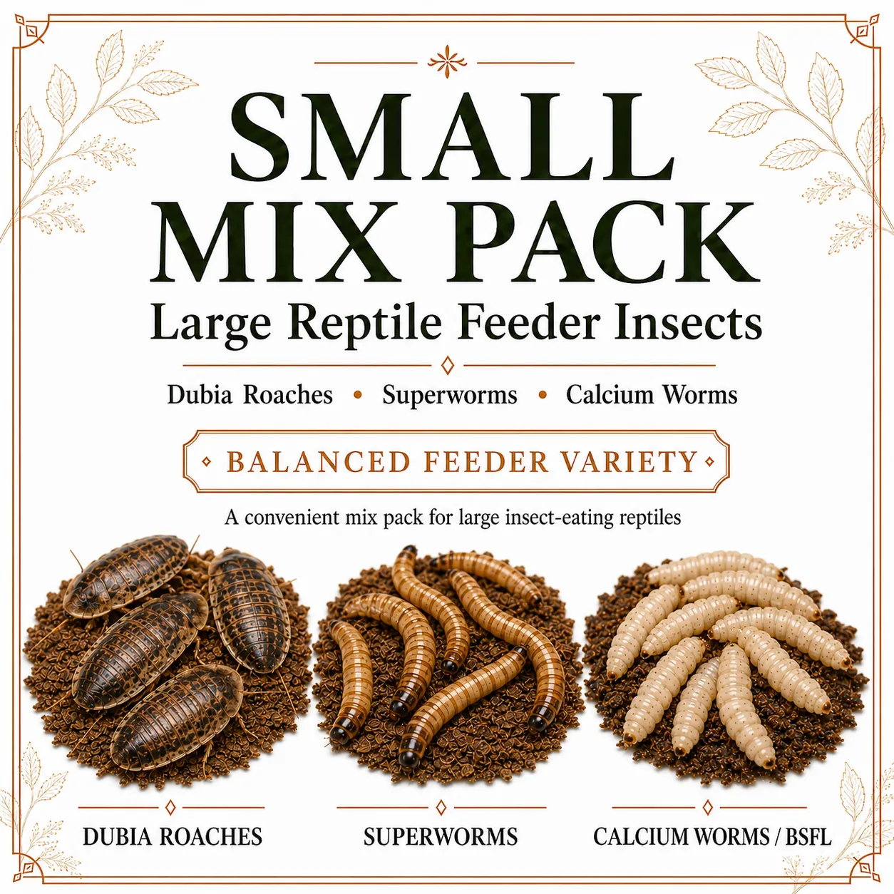 Large Dubia roaches, superworms, and calcium worms in a feeder mix pack