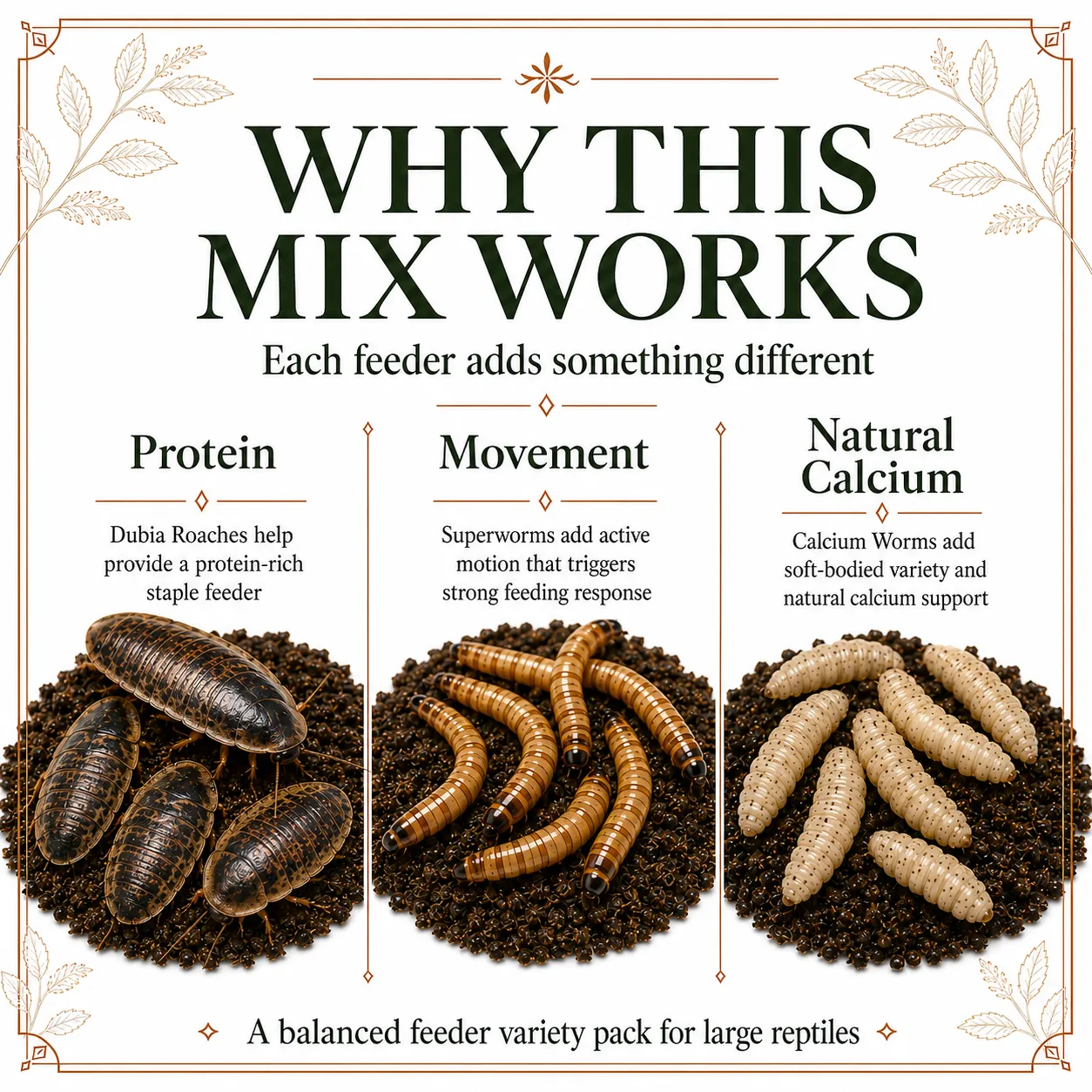Small Mix Pack with Large Dubia, Superworms, and BSFL