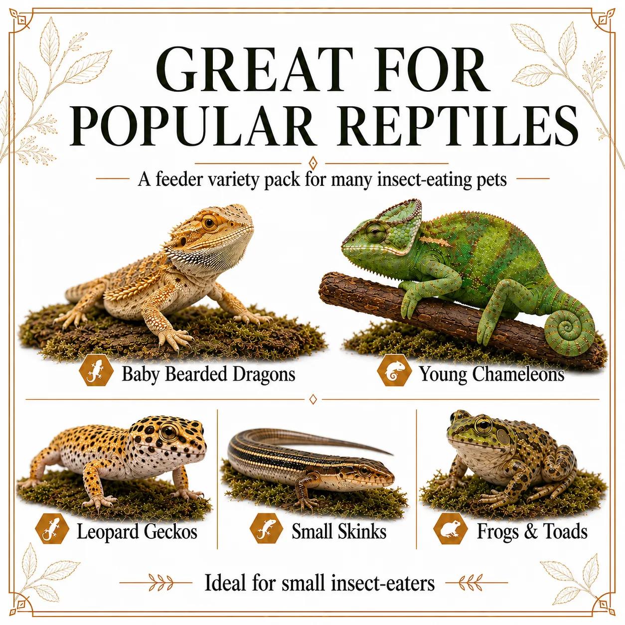 Small Dubia roaches, superworms, and calcium worms in a feeder mix pack