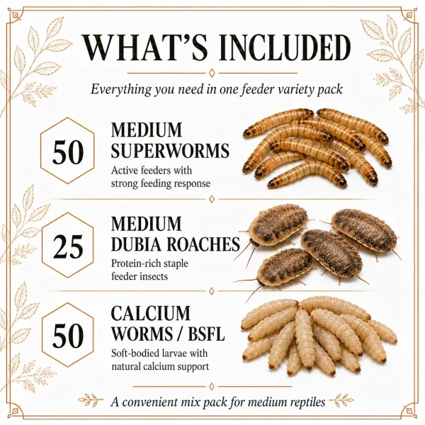 Small Mix Pack: Medium Reptile Feeder