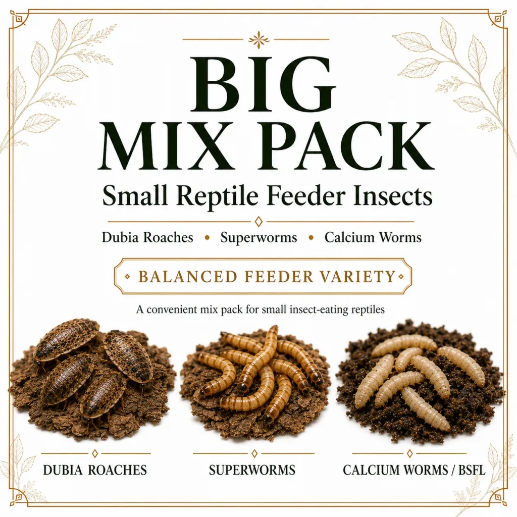 Small Dubia roaches, crickets, and superworms in a reptile feeder mix pack