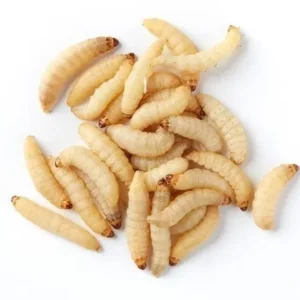 Live Waxworms