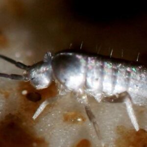 Springtails For Sale | $7.99 Up | Buy at TCINSECTS.COM