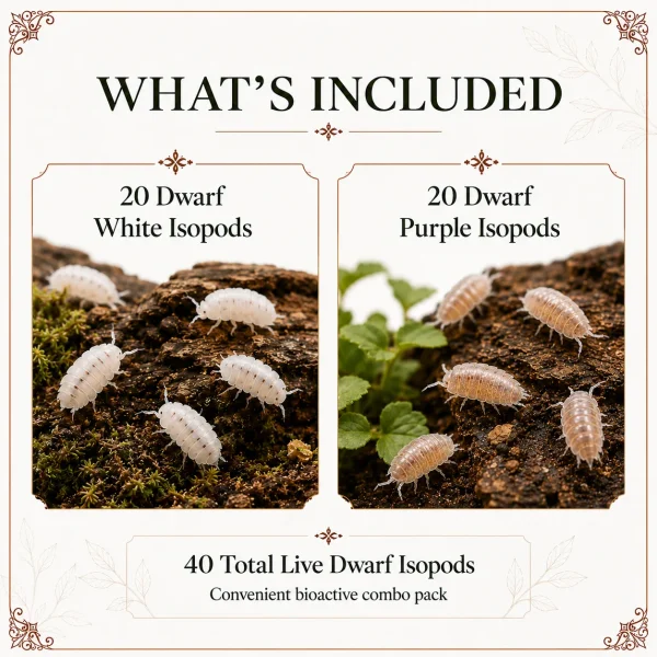20  Dwarf White and 20  Dwarf Purple Isopods 40 Pack