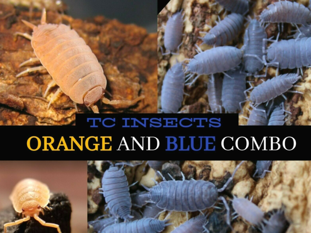 20 Powder Orange & 20 Powder Blue Combo Pack - TC INSECTS