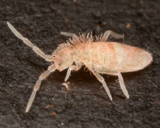 Silver Springtails (Collembola sp.) - TC INSECTS
