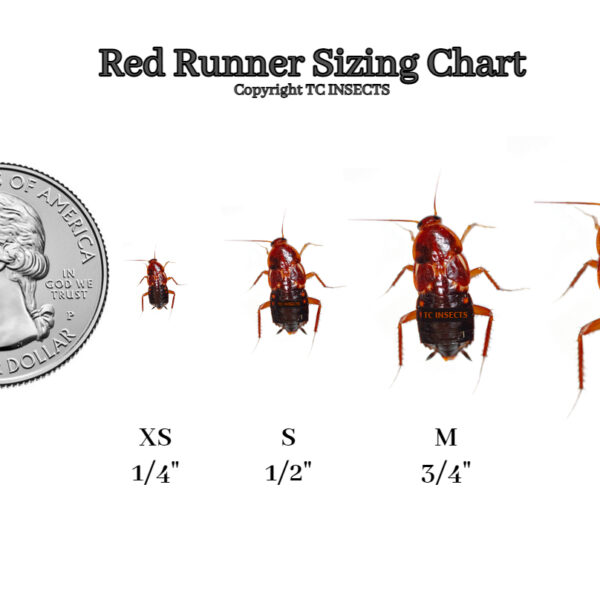 Wholesale:  7/8″ |  Red Runner Roaches