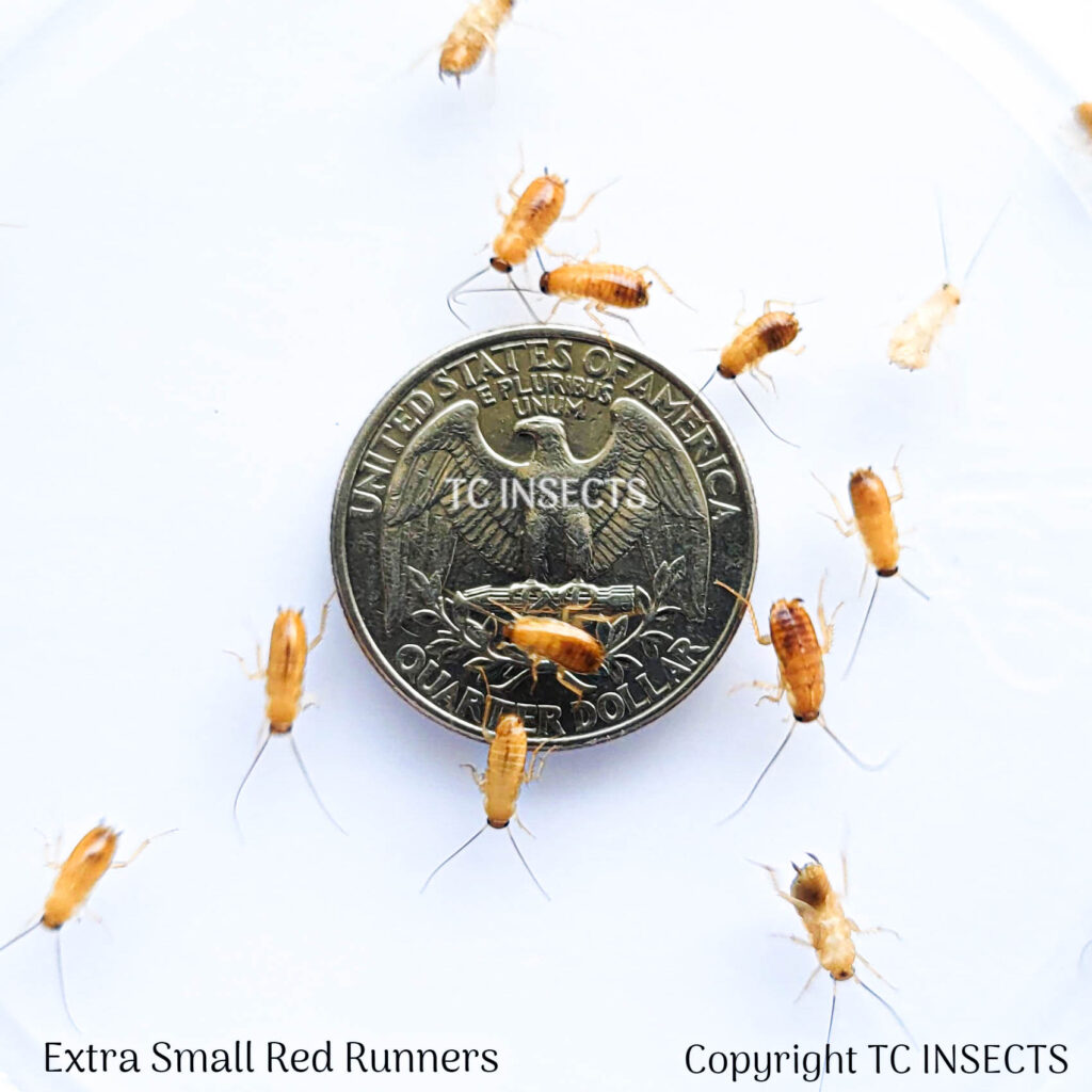 Extra Small | 1/4" | Red Runner Roaches For Sale » TC INSECTS