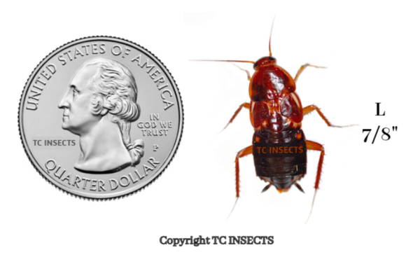 Wholesale red runner roaches