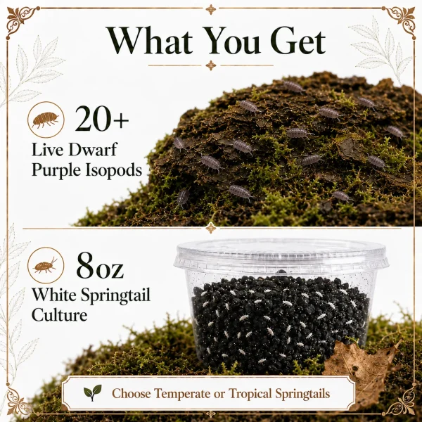 20 Dwarf Purple Isopods & 8oz Springtail Culture
