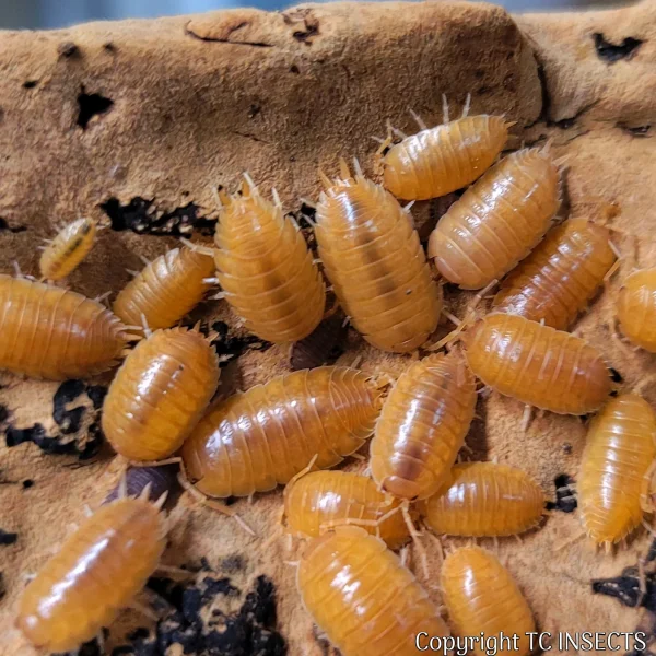 Porcellio laevis – “Orange” Isopods