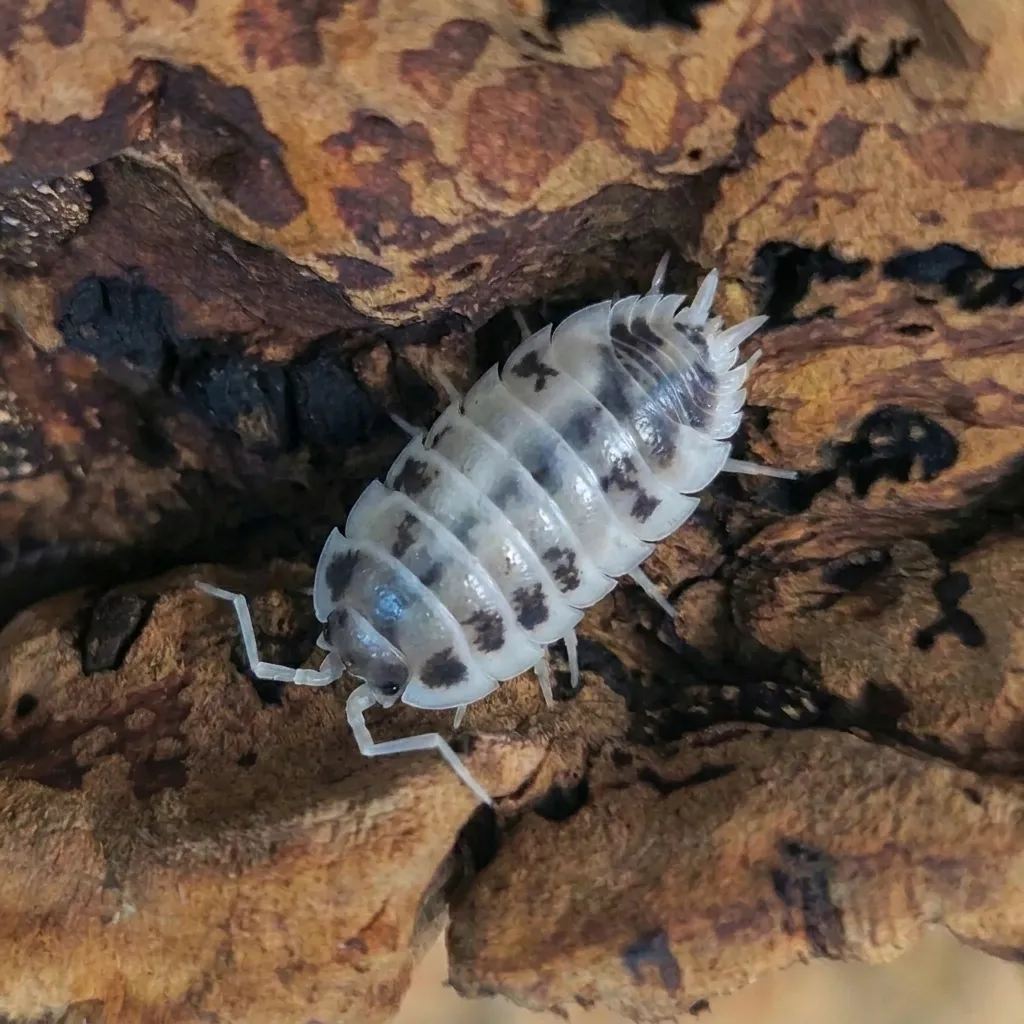Dairy Cow isopods on bark and moss for bioactive terrarium cleanup crews