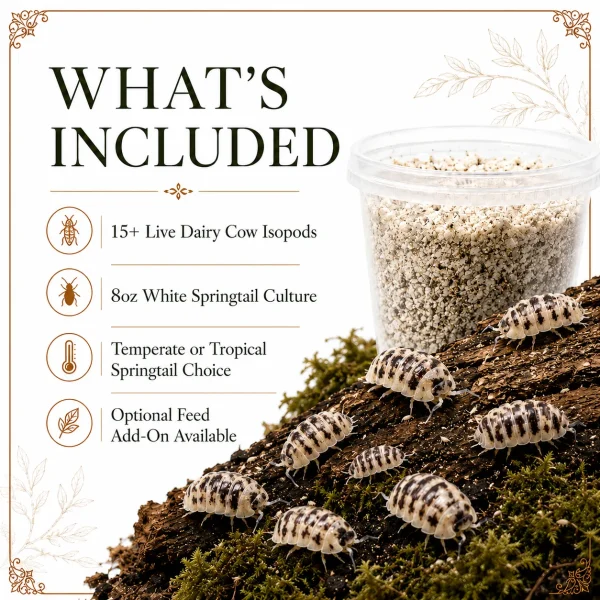 15 Live Dairy Cow & 8oz White Springtails