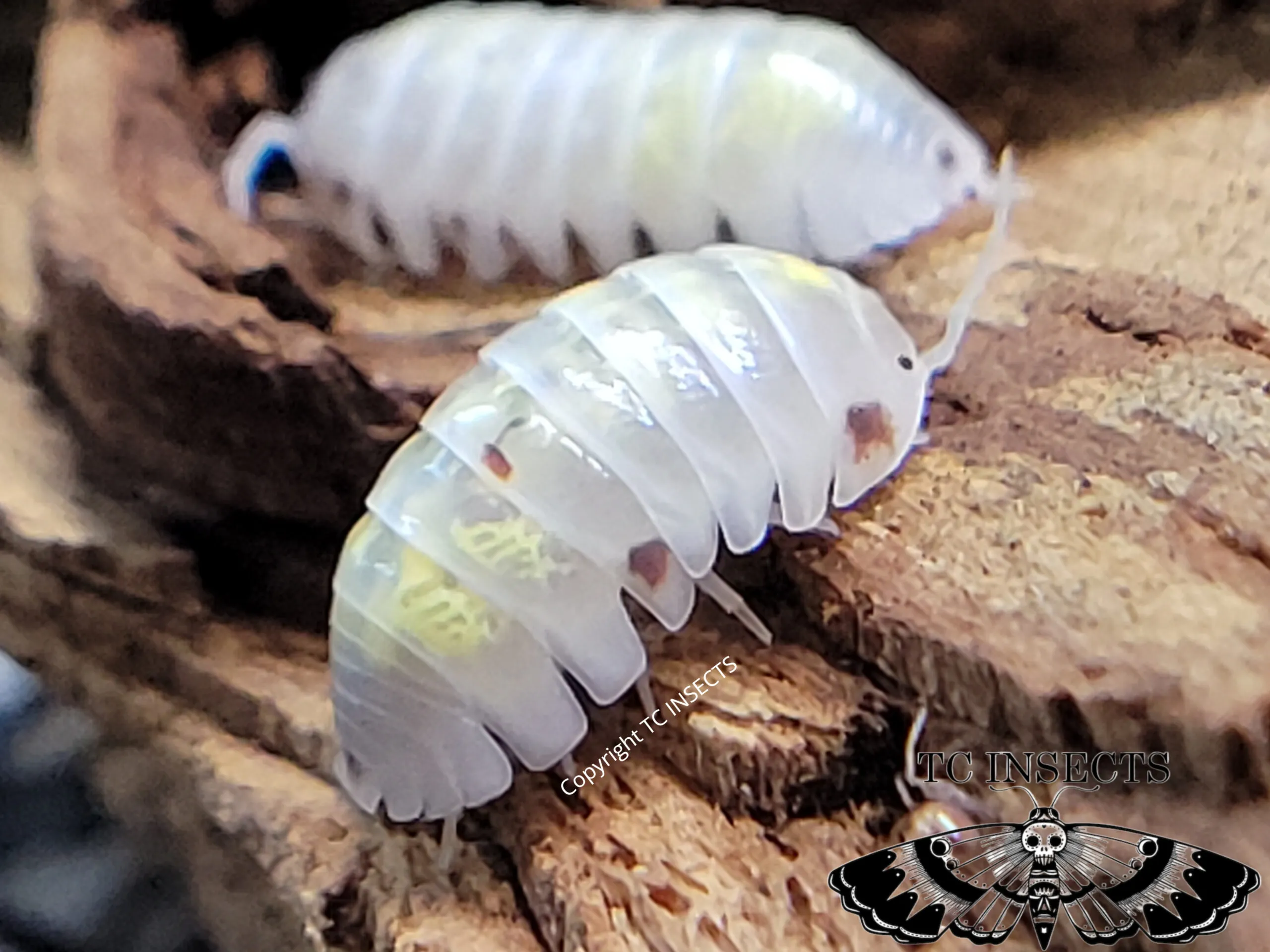 Armadillidium vulgare "Orange Dalmatian" - Image 2