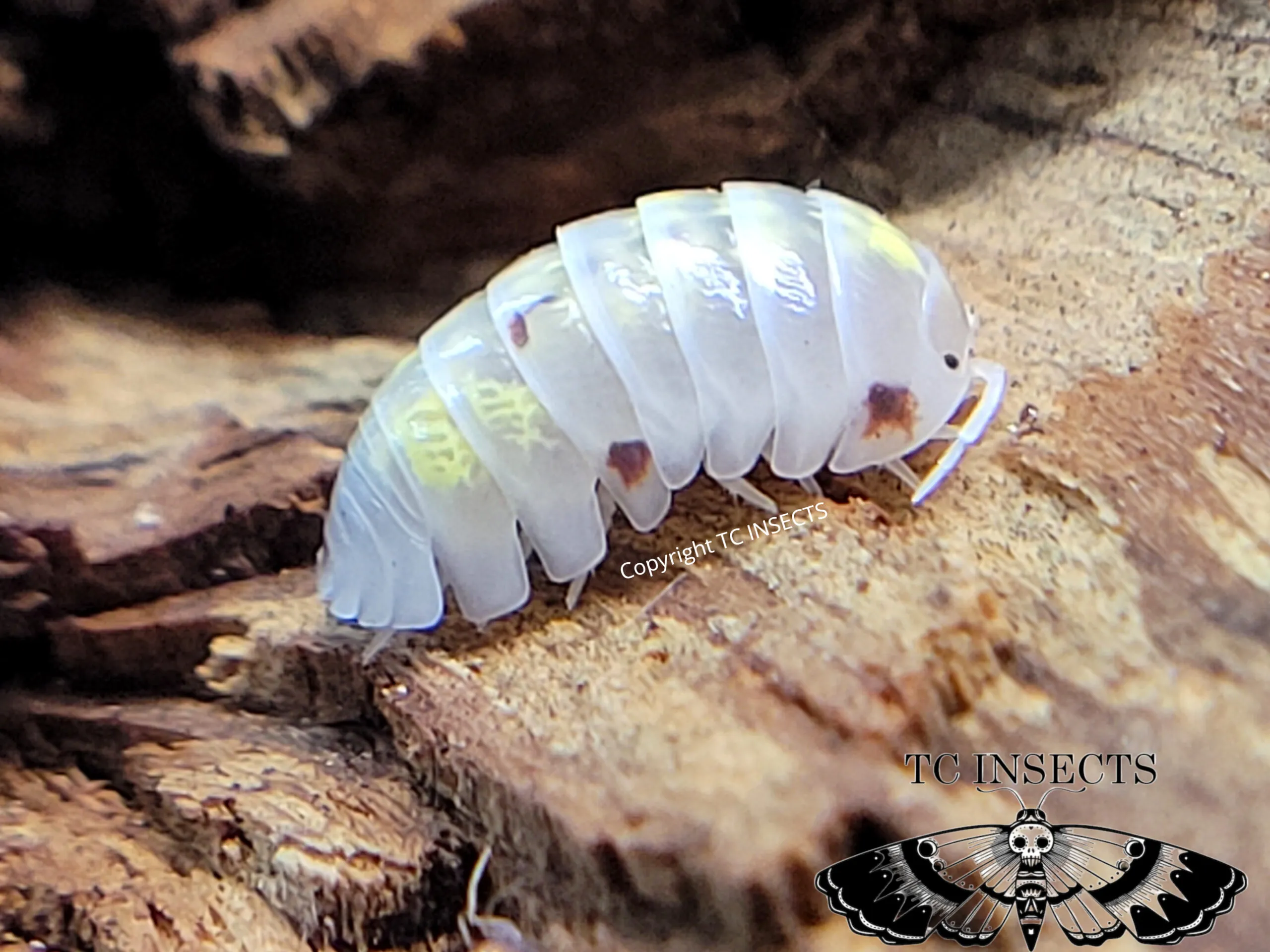Armadillidium vulgare 'Orange Dalmatian'