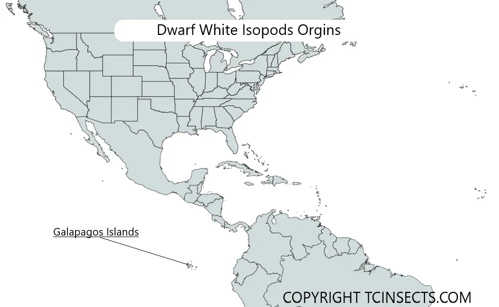 Dwarf White Isopods For Sale, The Origins of Dwarf White Isopods