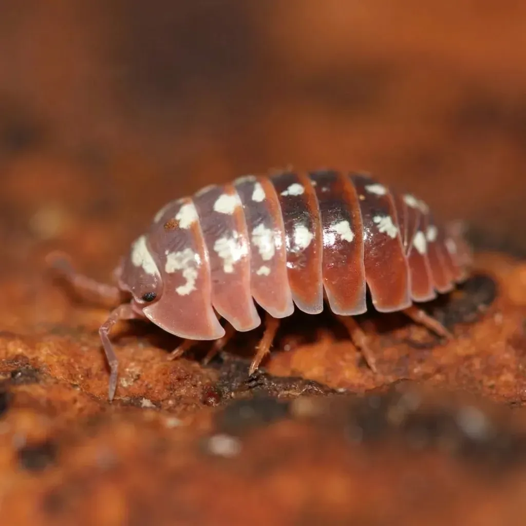 Armadillidium klugii Dubrovnik isopods on bark and moss in a bioactive terrarium setup