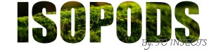 Isopods for sale tcinsects.com copyright