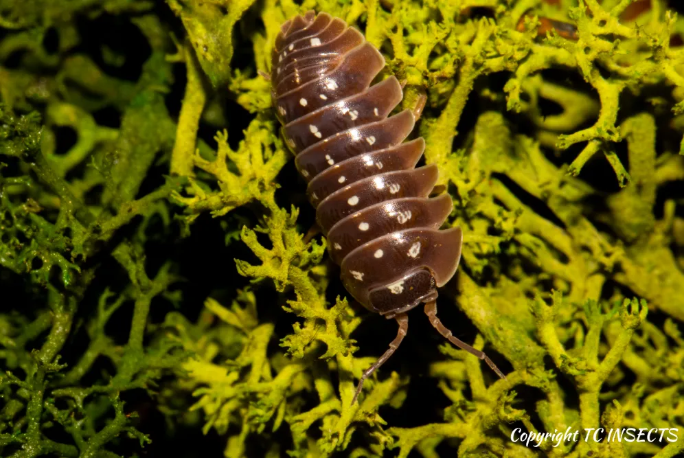 Clown Isopods Isopods for Sale | TCINSECT.COM