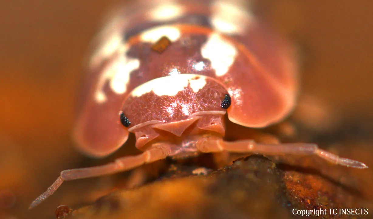 Buy Isopods For Sale