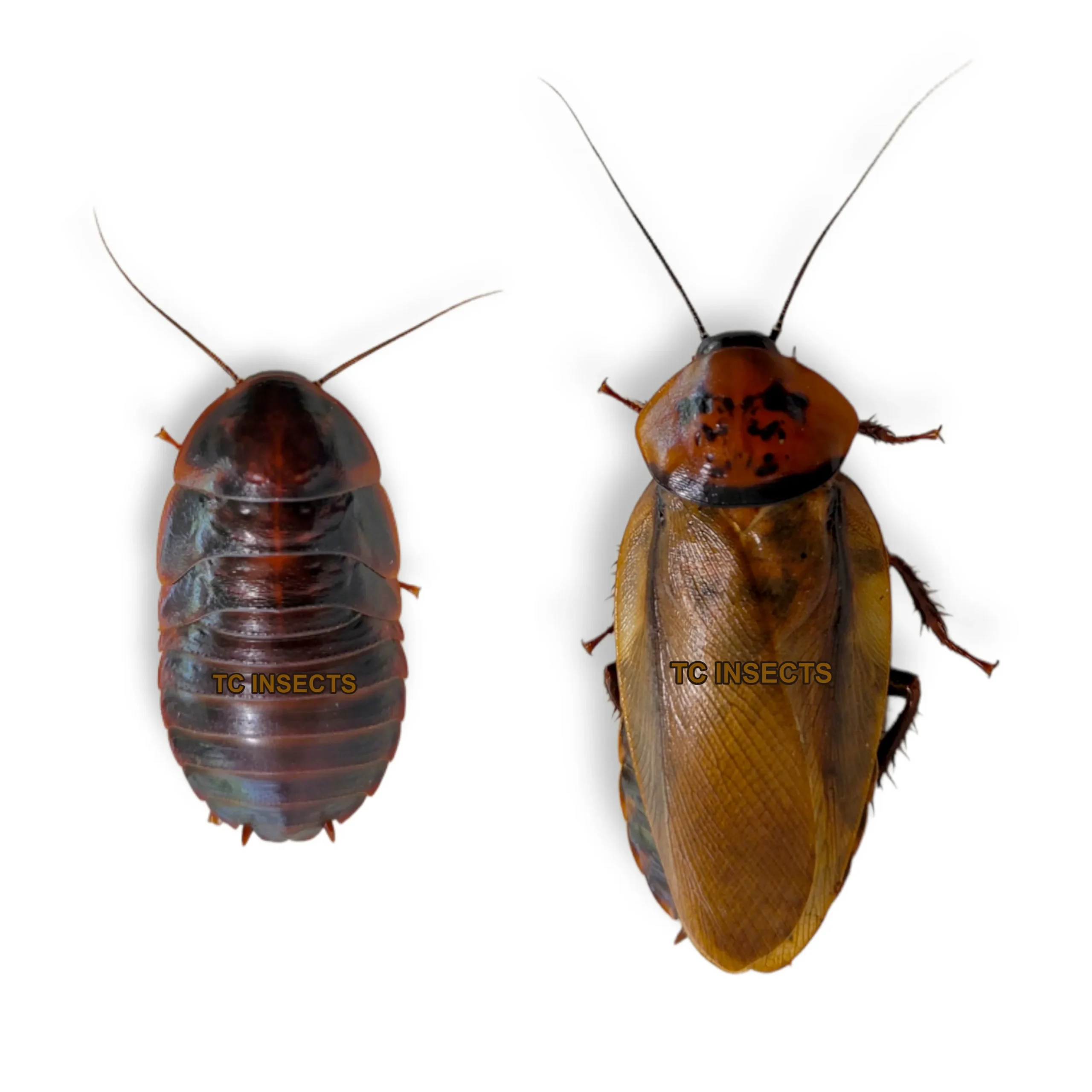 Orange Head Roaches (Eublaberus posticus)