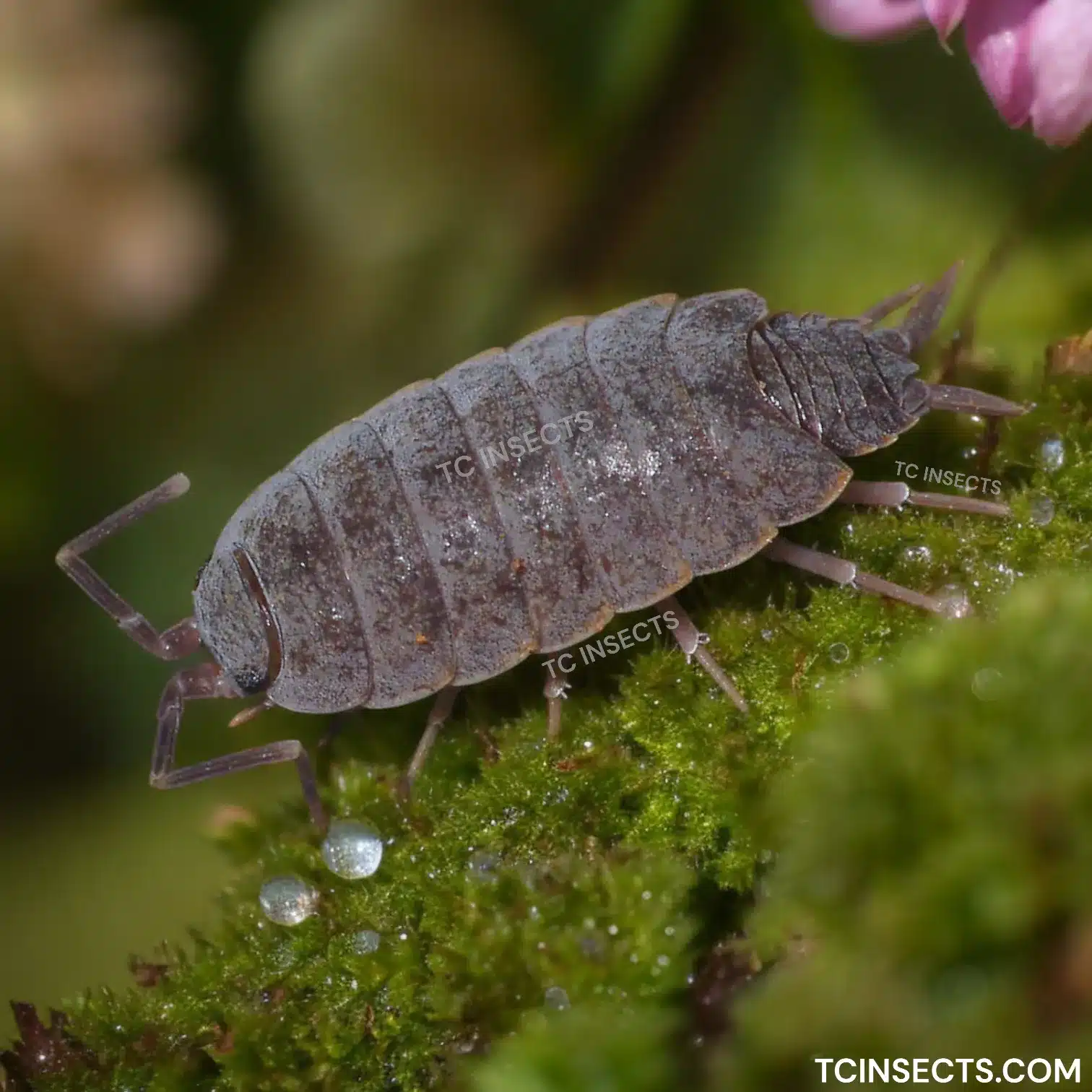 Powder Blue Isopods for sale