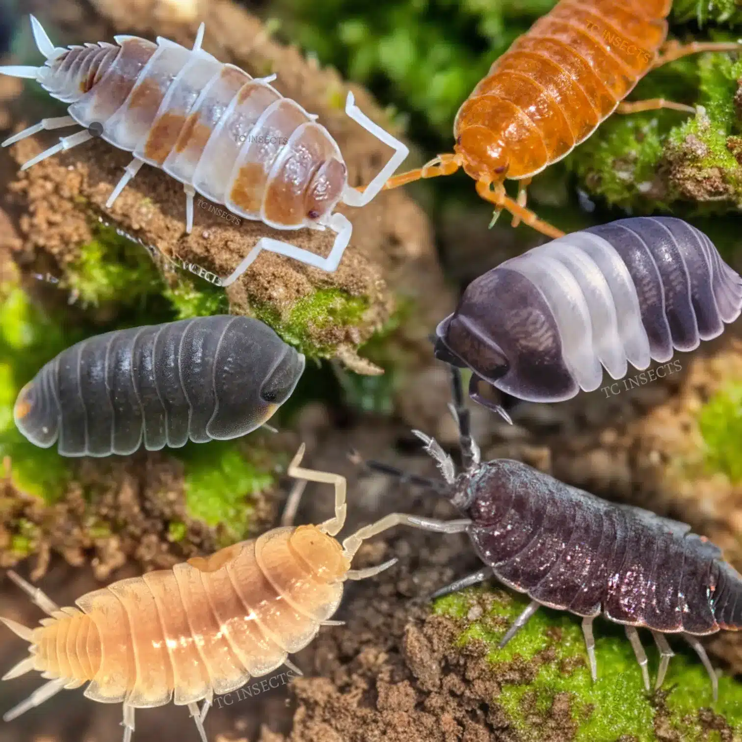 Mega mix isopods for sale bioactive combo