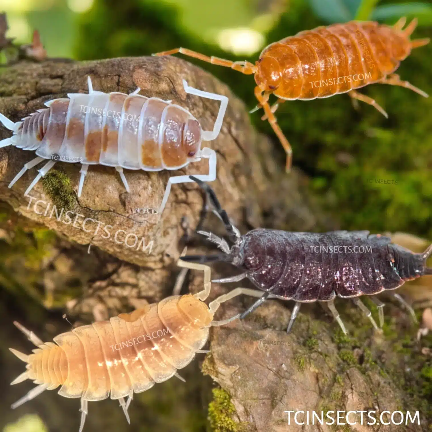 powder Mix Combo Isopods