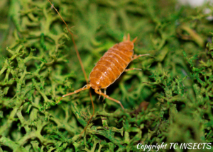 Porcellionides Pruinosus "Powder Orange" Isopods - TC INSECTS