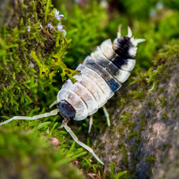 Powder Oreo Isopods for sale