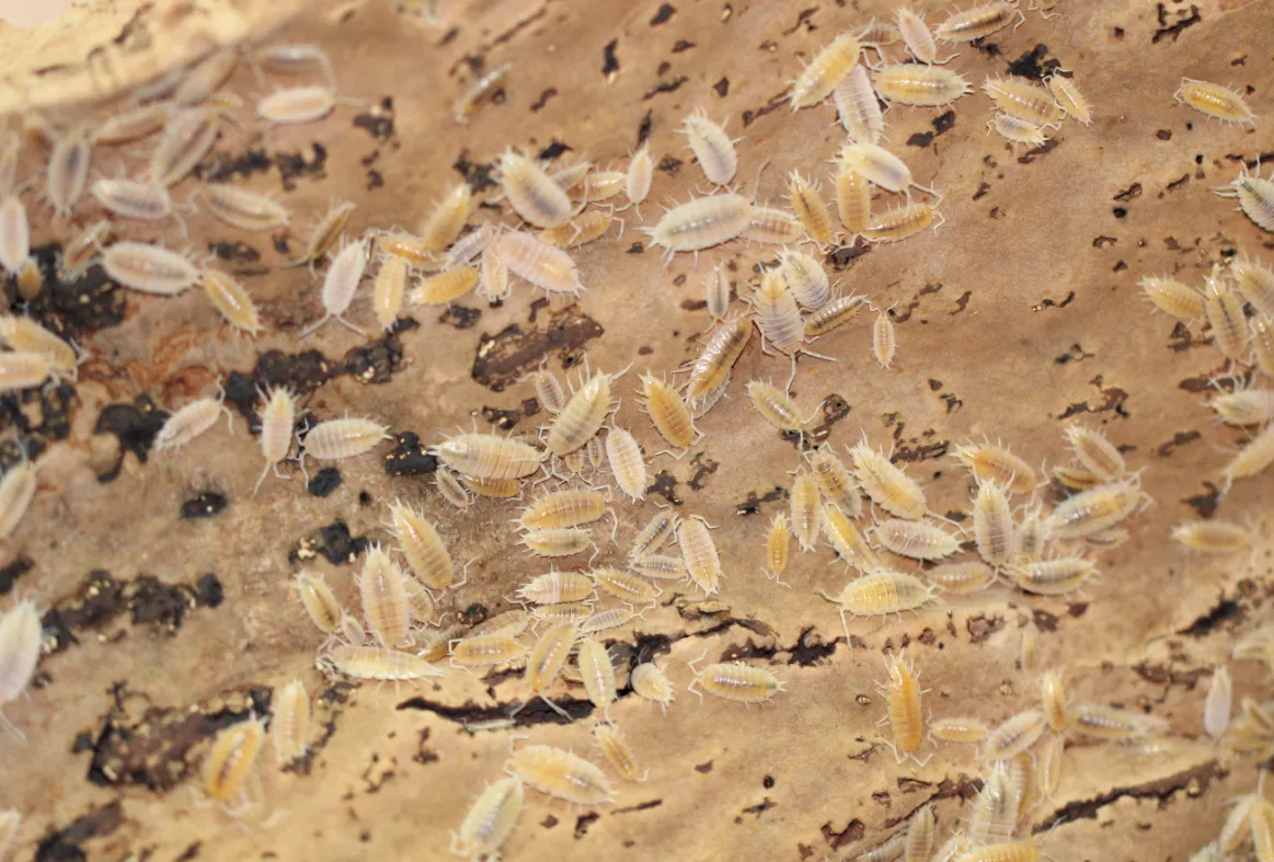 Powder White Isopods for Sale | TCINSECT.COM