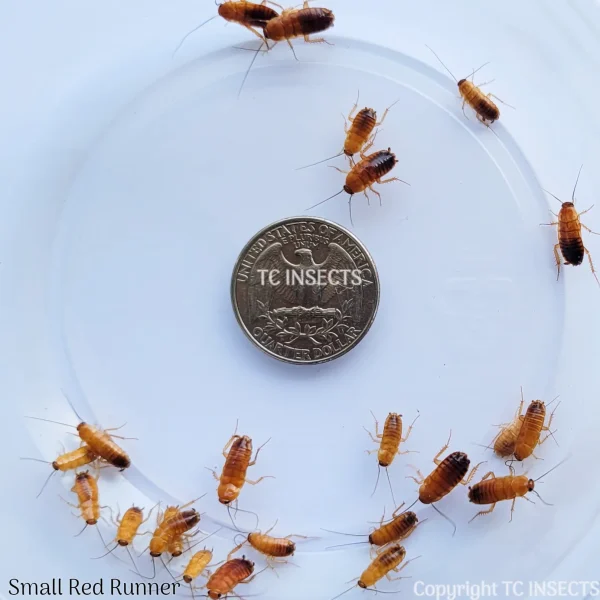 Wholesale: 1/2″ + |  Red Runner Roaches