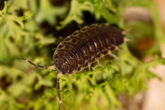 Sp. Thai Isopods for Sale | TCINSECT.COM