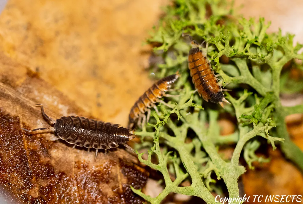 Sp. Thai Isopods for Sale | TCINSECT.COM