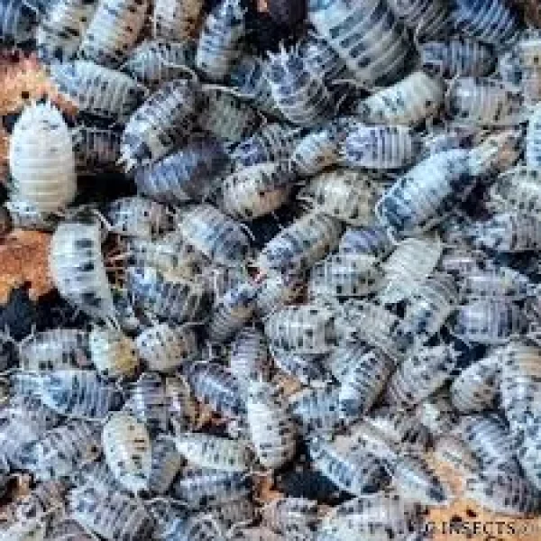 Porcellio laevis – “Dairy Cow” Isopods