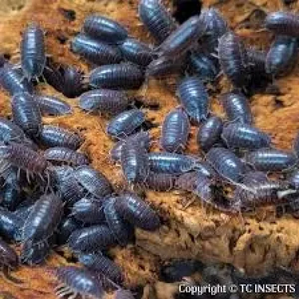 Porcellio laevis – “Wild Type” Isopods