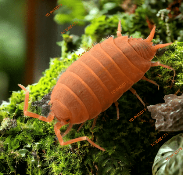 powder orange isopods for sale