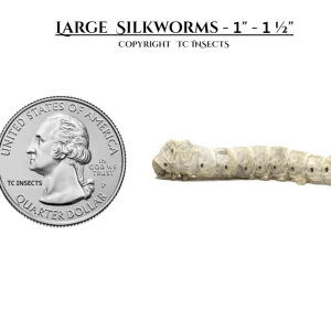 Large Silkworms for sale copyright tc insects
