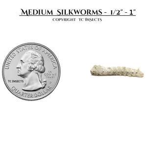 Medium Silkworms for sale copyright tc insects