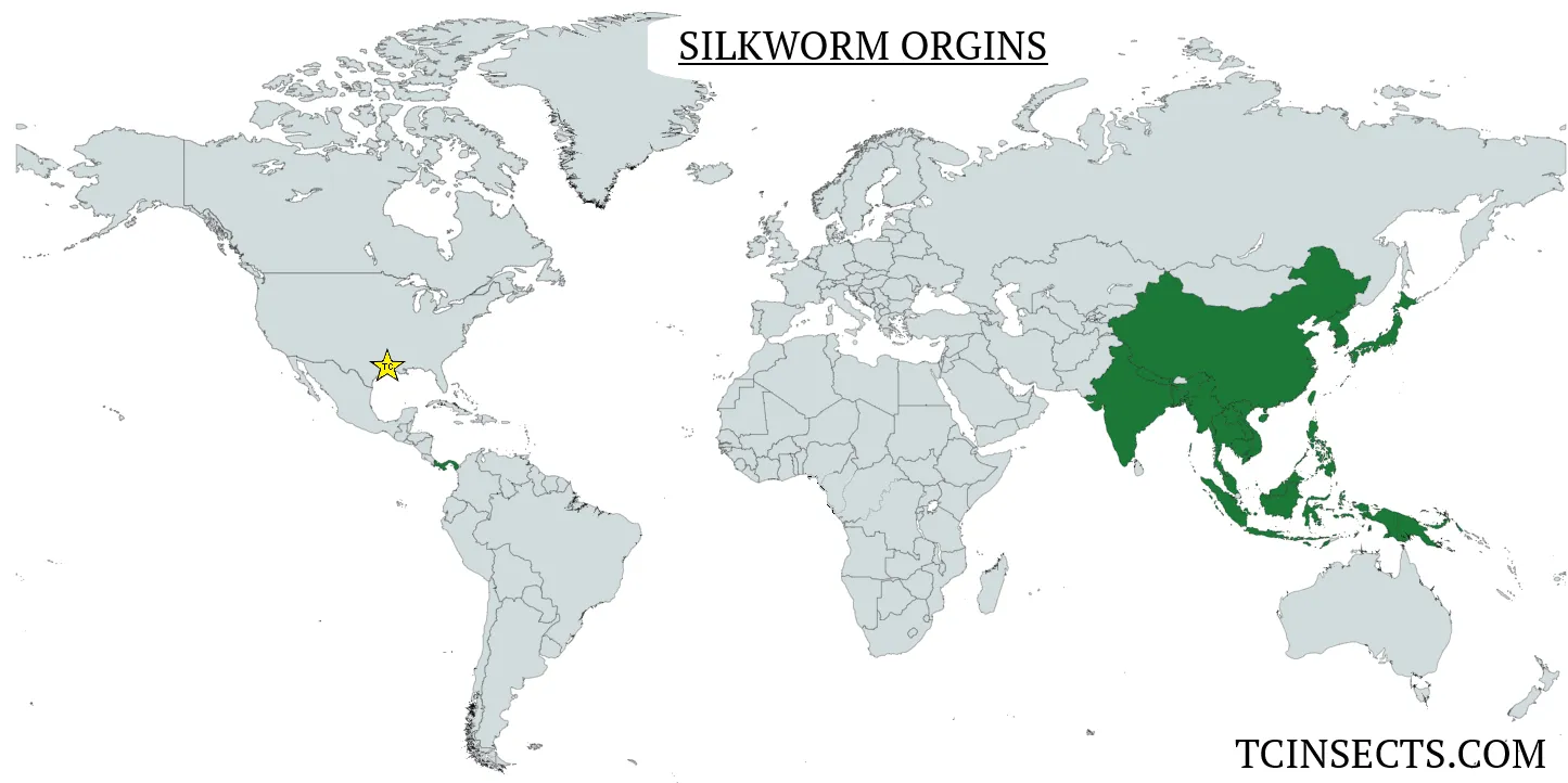 Silkworms For Sale