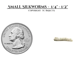 Small Silkworms for Sale