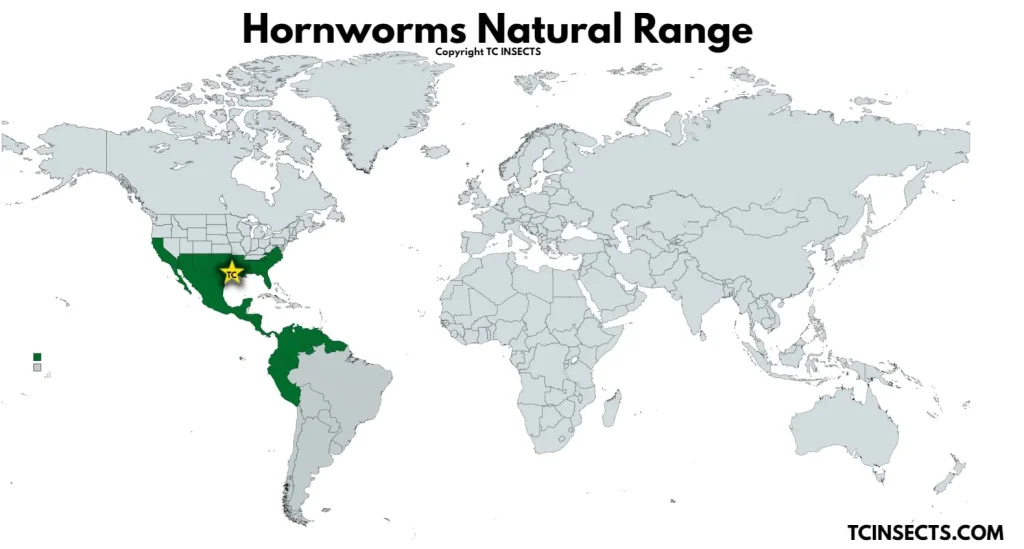 Hornworm-Map