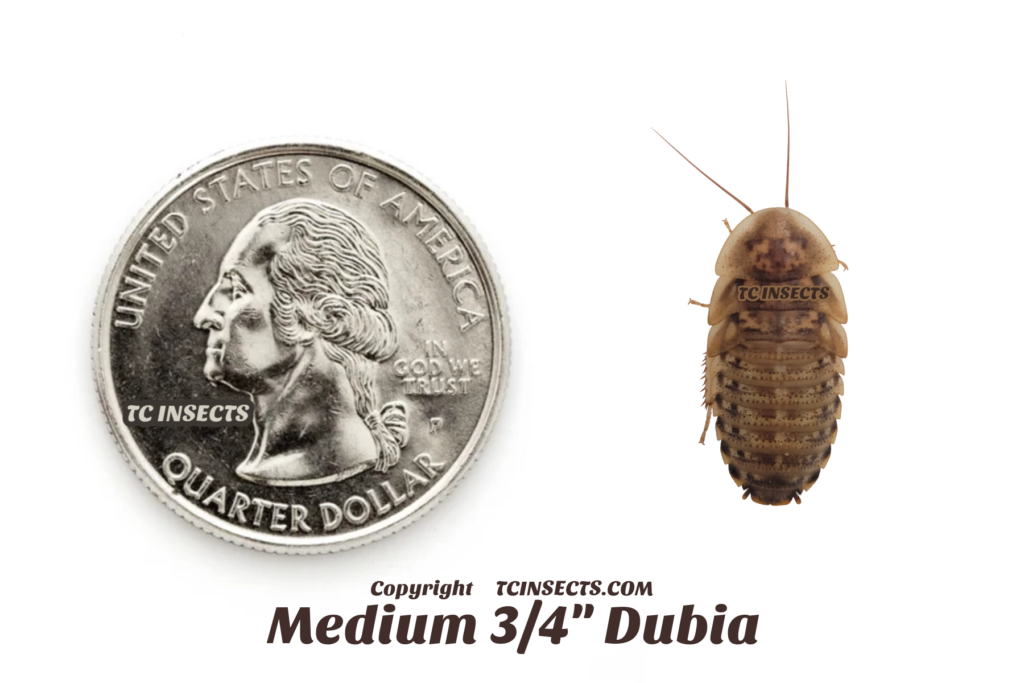 Buy Medium Dubia Roaches For Sale | 3/4" | Save 20% OFF